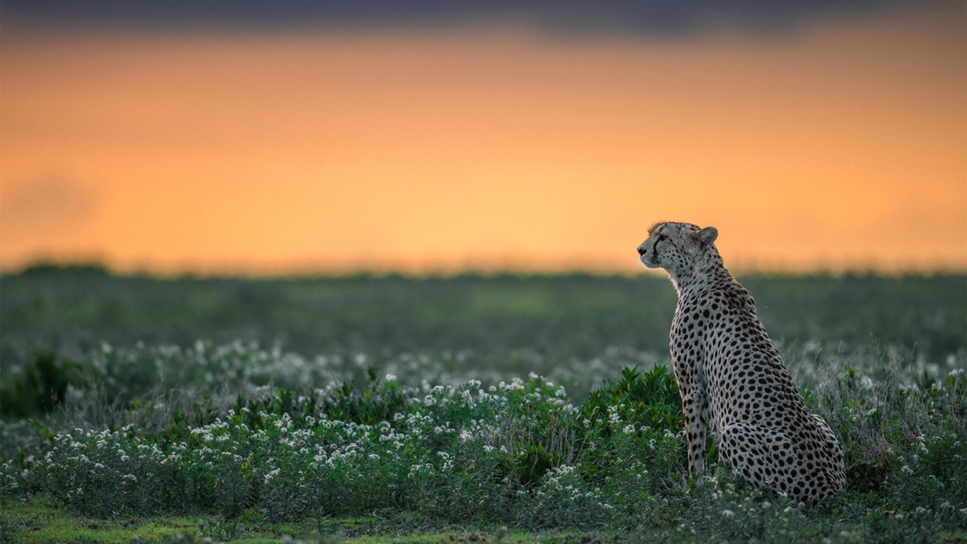 关键时刻,王强三分入篮,帮助北京队反超比分夺冠!,王强比赛视频